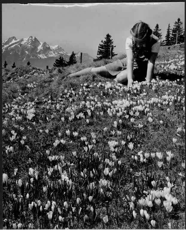 Staatsarchiv Luzern - Bilderschatz