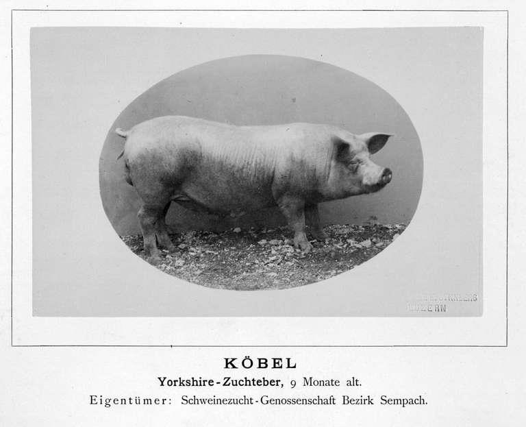 Staatsarchiv Luzern - Bilderschatz