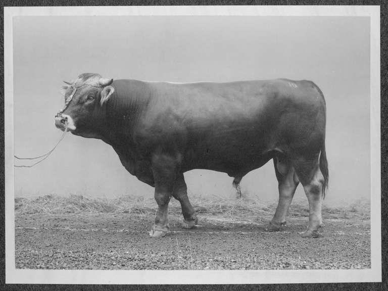 Staatsarchiv Luzern - Bilderschatz