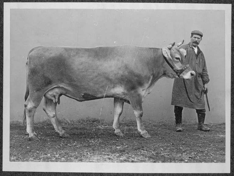 Staatsarchiv Luzern - Bilderschatz