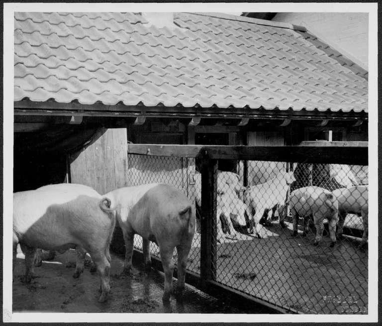 Staatsarchiv Luzern - Bilderschatz